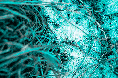 Frowning Grass Face Buried Among Snow (Cyan Tone)