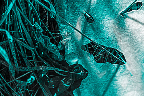 Frozen Protruding Grass Bladed Ice Face (Cyan Tone Photo)