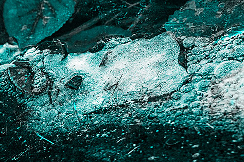 Frozen Rubber Eyed Ice Face Smiling Among Floating Leaves (Cyan Tone)