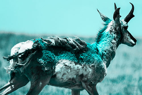 Fur Shedding Pronghorn Walking Along Grass (Cyan Tone)