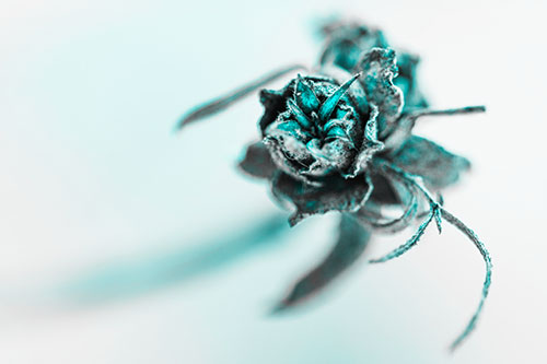 Fuzzy Blossoming Willow Cone Gall Midge (Cyan Tone)