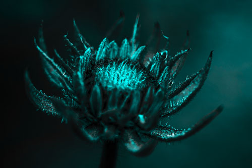 Fuzzy Unfurling Sunflower Bud Blooming (Cyan Tone Photo)