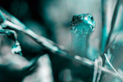 Garter Snake Peeking Head Above Sticks (Cyan Tone)