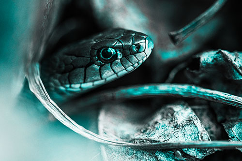 Garter Snake Peeking Out Dirt Tunnel (Cyan Tone)