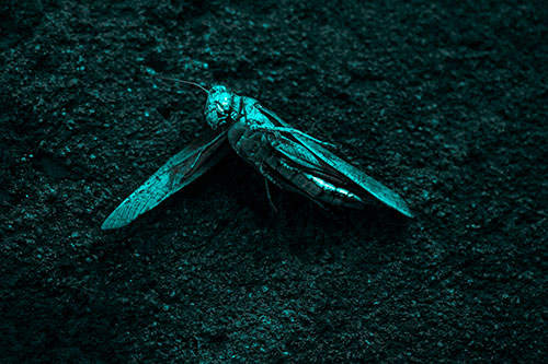 Giant Dead Grasshopper Laid To Rest (Cyan Tone Photo)