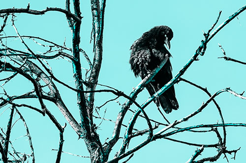 Glaze Eyed Crow Tilting Head Among Dead Tree Branches (Cyan Tone)
