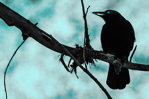 Glazed Eyed Crow Gazing Sideways Along Sloping Tree Branch (Cyan Tone Photo)