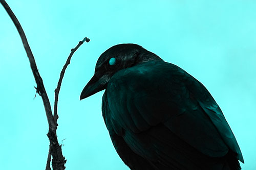 Glazed Eyed Crow Hunched Over Atop Tree Branch (Cyan Tone Photo)