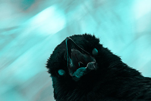 Glazed Eyed Tongue Screaming Crow (Cyan Tone Photo)
