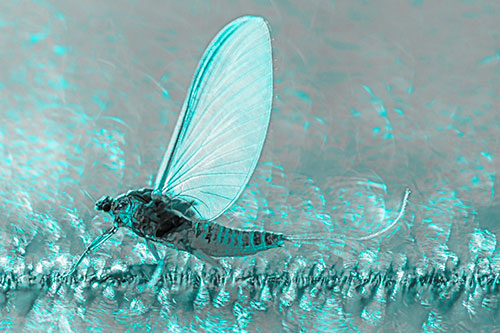 Glistening Mayfly Enjoying Bright Sunlight (Cyan Tone)