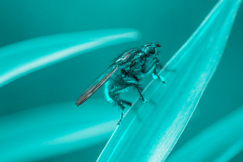 Golden Dung Fly Perched Along Sloping Fescue Grass Blade (Cyan Tone)