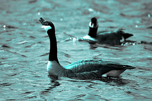 Goose Honking Loudly On Lake Water (Cyan Tone Photo)