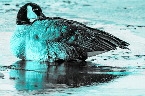 Goose Resting Atop Ice Frozen River (Cyan Tone Photo)