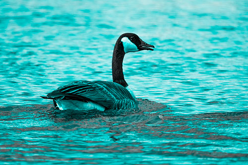 Goose Swimming Down River Water (Cyan Tone Photo)