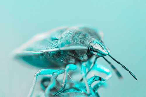 Gorse Shieldbug Standing Atop Gumplant (Cyan Tone)