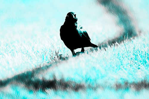 Grackle Bird Walking Down Shadow Line (Cyan Tone Photo)