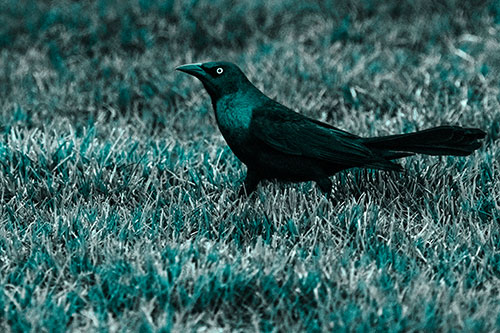 Grackle Walking Among Fresh Cut Grass (Cyan Tone)