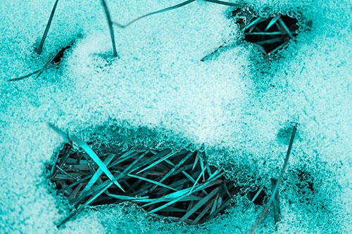 Grass Blade Face Pierces Through Melting Snow (Cyan Tone Photo)