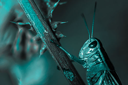 Grasshopper Hangs Onto Weed Stem (Cyan Tone Photo)