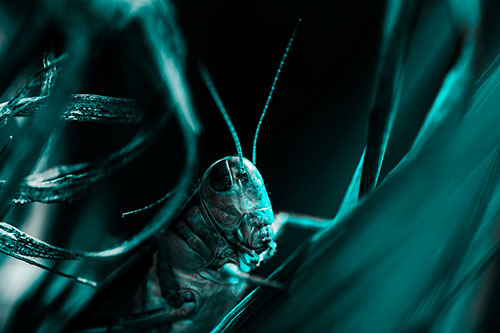 Grasshopper Perched Between Dead And Alive Grass (Cyan Tone)