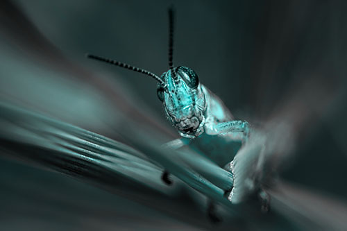 Grasshopper Rides Grass Blades Among Wind (Cyan Tone)