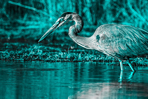 Great Blue Heron Beak Dripping Water (Cyan Tone)