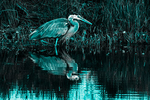 Great Blue Heron Searching Shoreline (Cyan Tone)