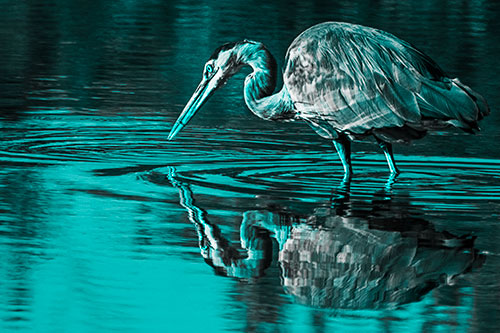 Great Blue Heron Snatches Pond Fish (Cyan Tone Photo)