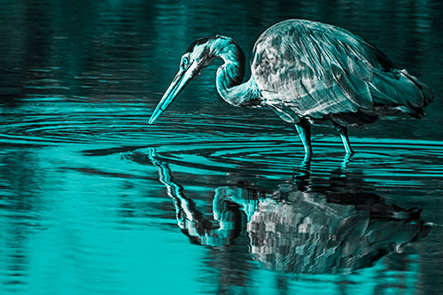Great Blue Heron Snatches Pond Fish (Cyan Tone)