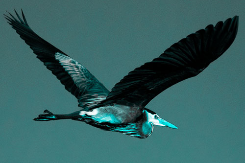 Great Blue Heron Soaring The Sky (Cyan Tone Photo)