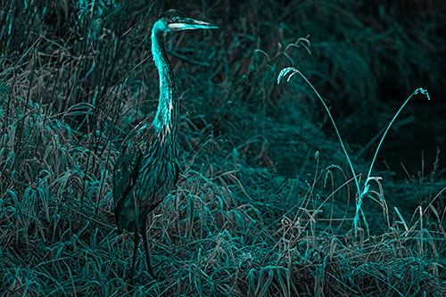 Great Blue Heron Standing Tall Among Feather Reed Grass (Cyan Tone Photo)
