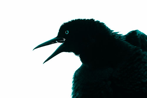 Great Tailed Grackle Croaks Among Sunlight (Cyan Tone)