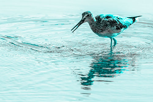Greater Yellowlegs Fishing Among Shallow Water (Cyan Tone)