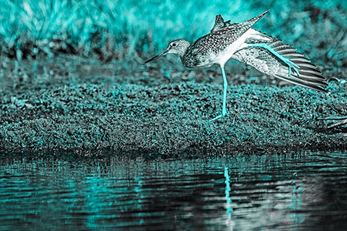 Greater Yellowlegs Stretching Along River Shore (Cyan Tone)
