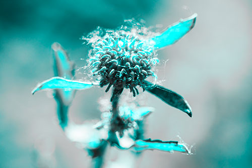 Hairy Gumplant Flower Embracing Sunshine (Cyan Tone Photo)