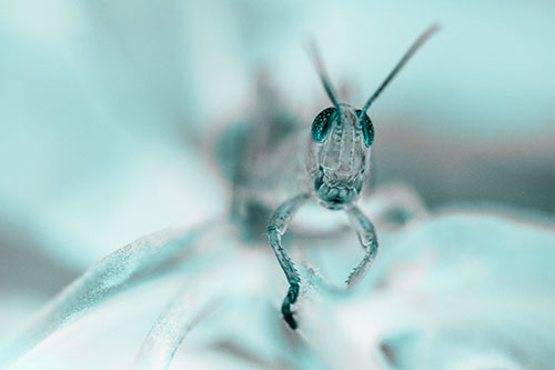 Happy Grasshopper Smiling Among Sneezeweed Leaves (Cyan Tone)