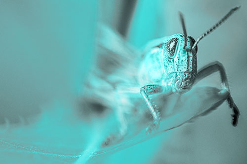 Happy Grasshopper Standing Among Sloping Leaf (Cyan Tone)