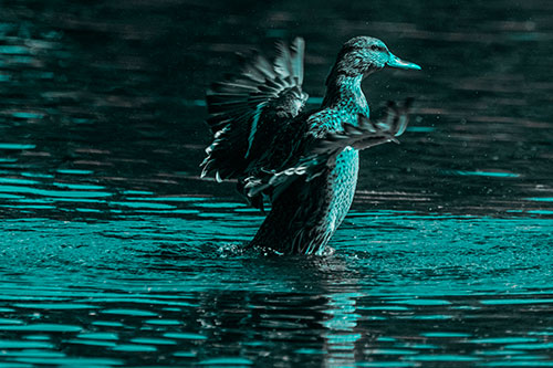 Happy Mallard Duck Flapping Wings Towards Sunshine (Cyan Tone)