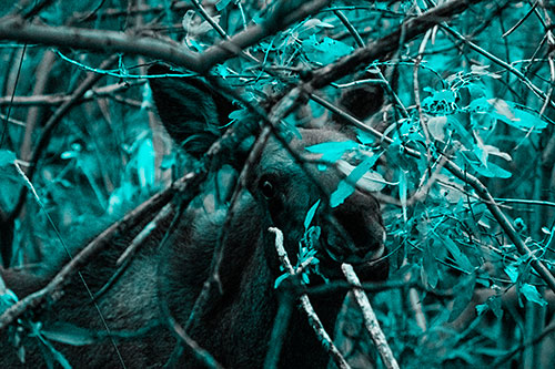 Happy Moose Smiling Behind Tree Branches (Cyan Tone Photo)