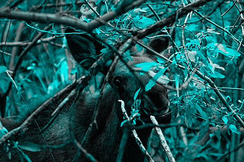 Happy Moose Smiling Behind Tree Branches (Cyan Tone)