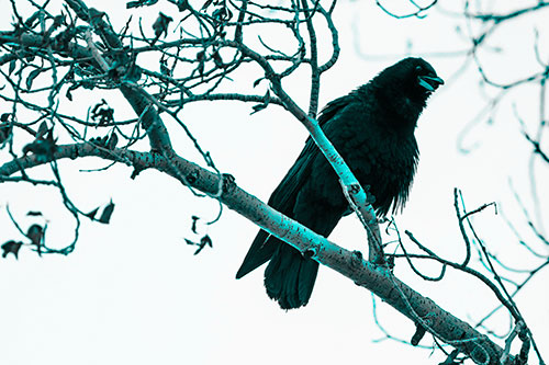 Happy Open Mouthed Crow Cawing (Cyan Tone Photo)