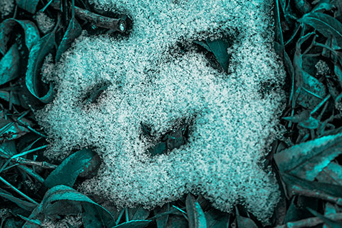 Happy Snow Face Among Dead Twisted Leaves (Cyan Tone Photo)
