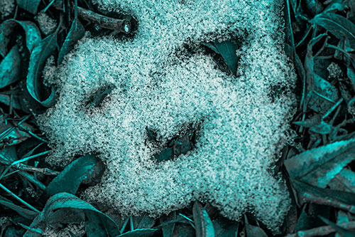 Happy Snow Face Among Dead Twisted Leaves (Cyan Tone)