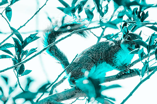 Happy Squirrel With Chocolate Covered Face (Cyan Tone Photo)