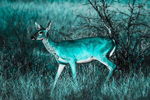 Happy White Tailed Deer Enjoying Stroll Through Grass (Cyan Tone Photo)