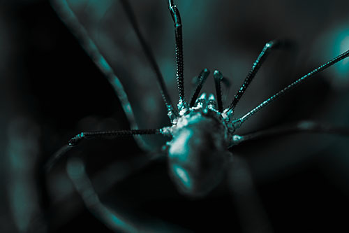 Harvestmen Spider Crawling Among Dead Leaves (Cyan Tone Photo)