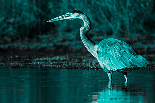 Head Tilting Great Blue Heron Hunting For Fish (Cyan Tone Photo)