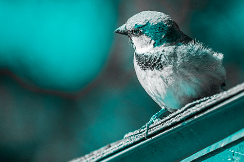 Head Tilting House Sparrow Perched Along Rooftop (Cyan Tone)