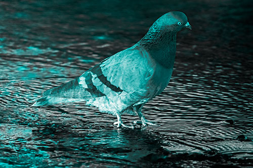 Head Tilting Pigeon Wading Atop River Water (Cyan Tone Photo)