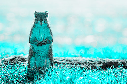 Hind Leg Squirrel Standing Among Grass (Cyan Tone)